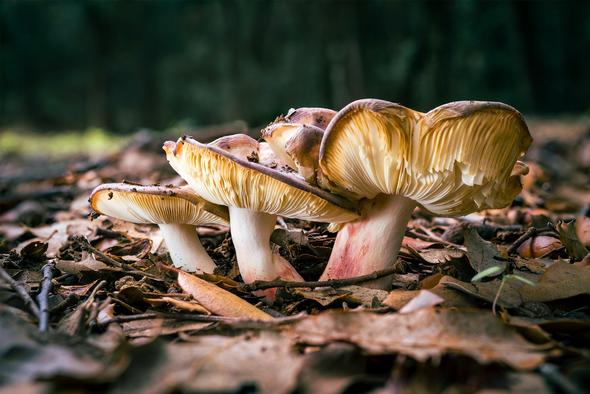 Bolets sobre terra de fulles